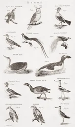 Diferentes tipos de aves